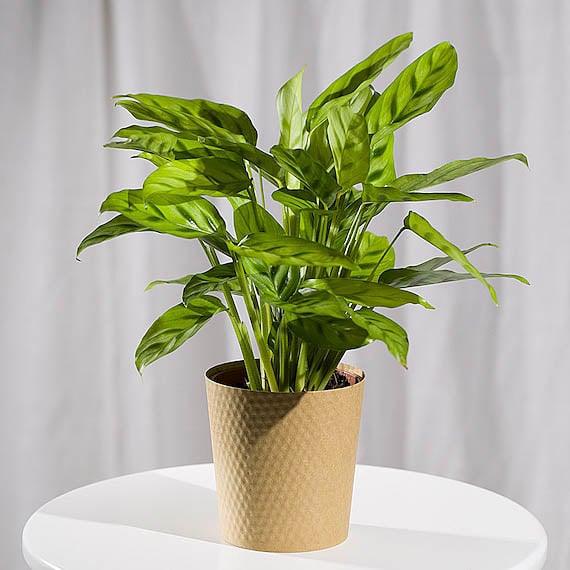 Calathea Plant