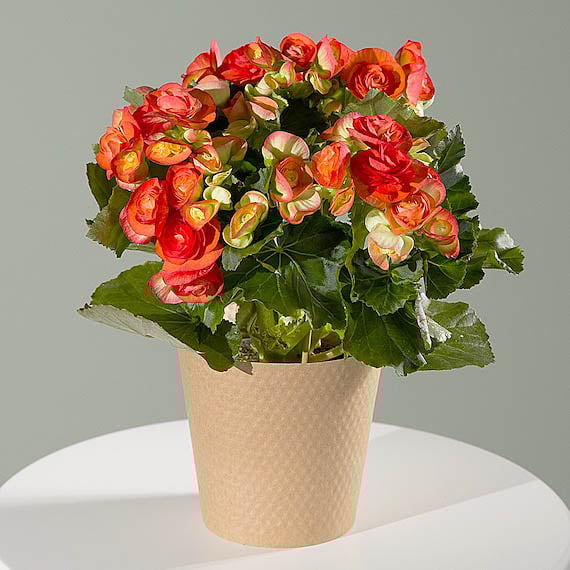 Orange Begonia Plant