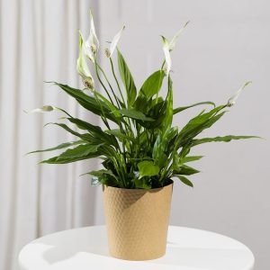 Peace Lily Plant