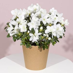White Azalea Plant