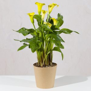 Yellow Calla Lily Plant
