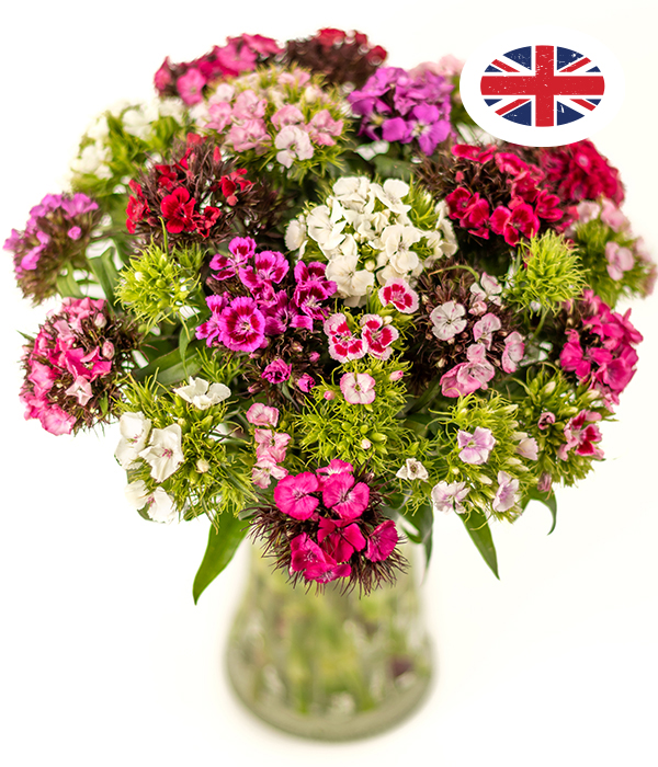 British Sweet Williams