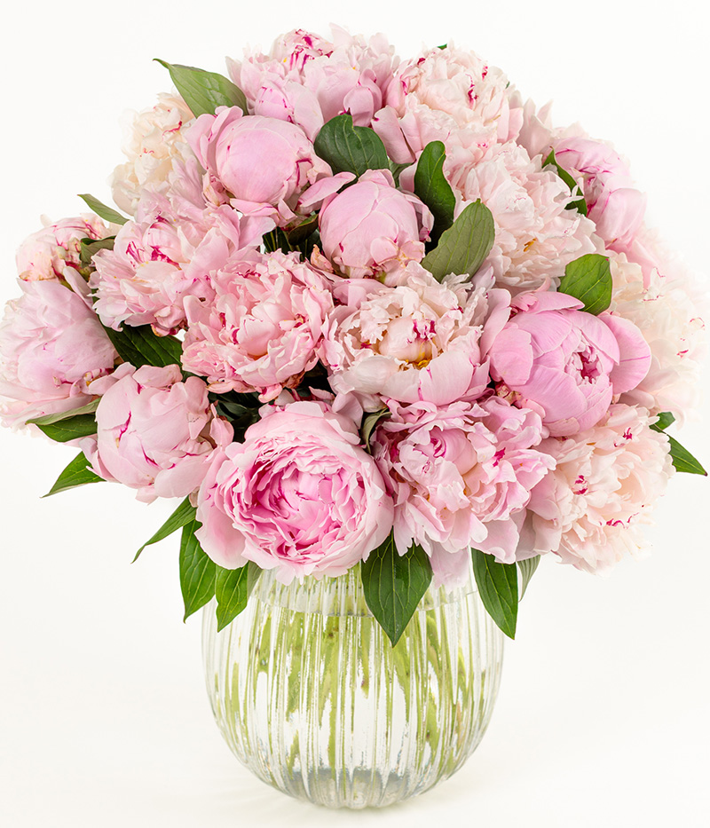 Perfect Peonies